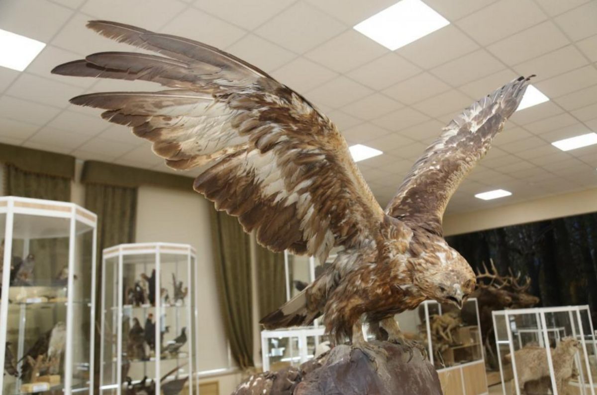 Зоологический музей БашГУ