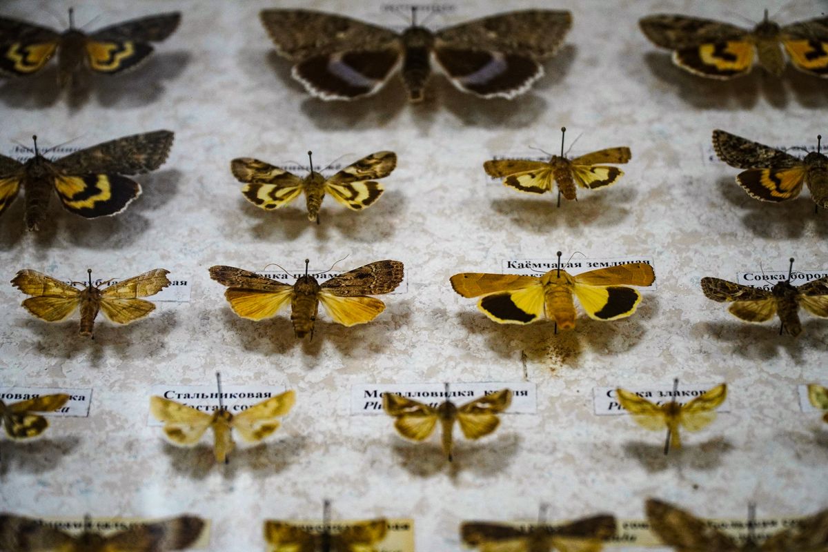 Житомирский музей природы