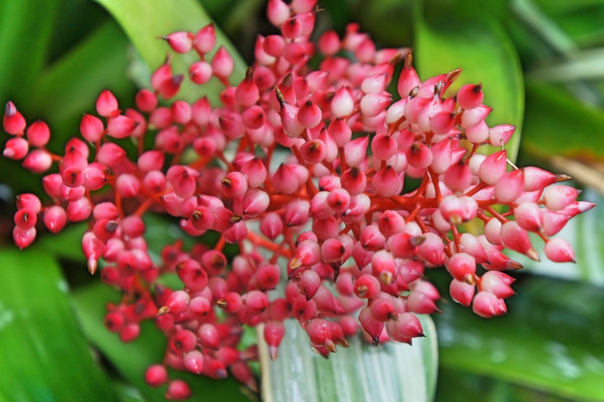 Сингапурский ботанический сад