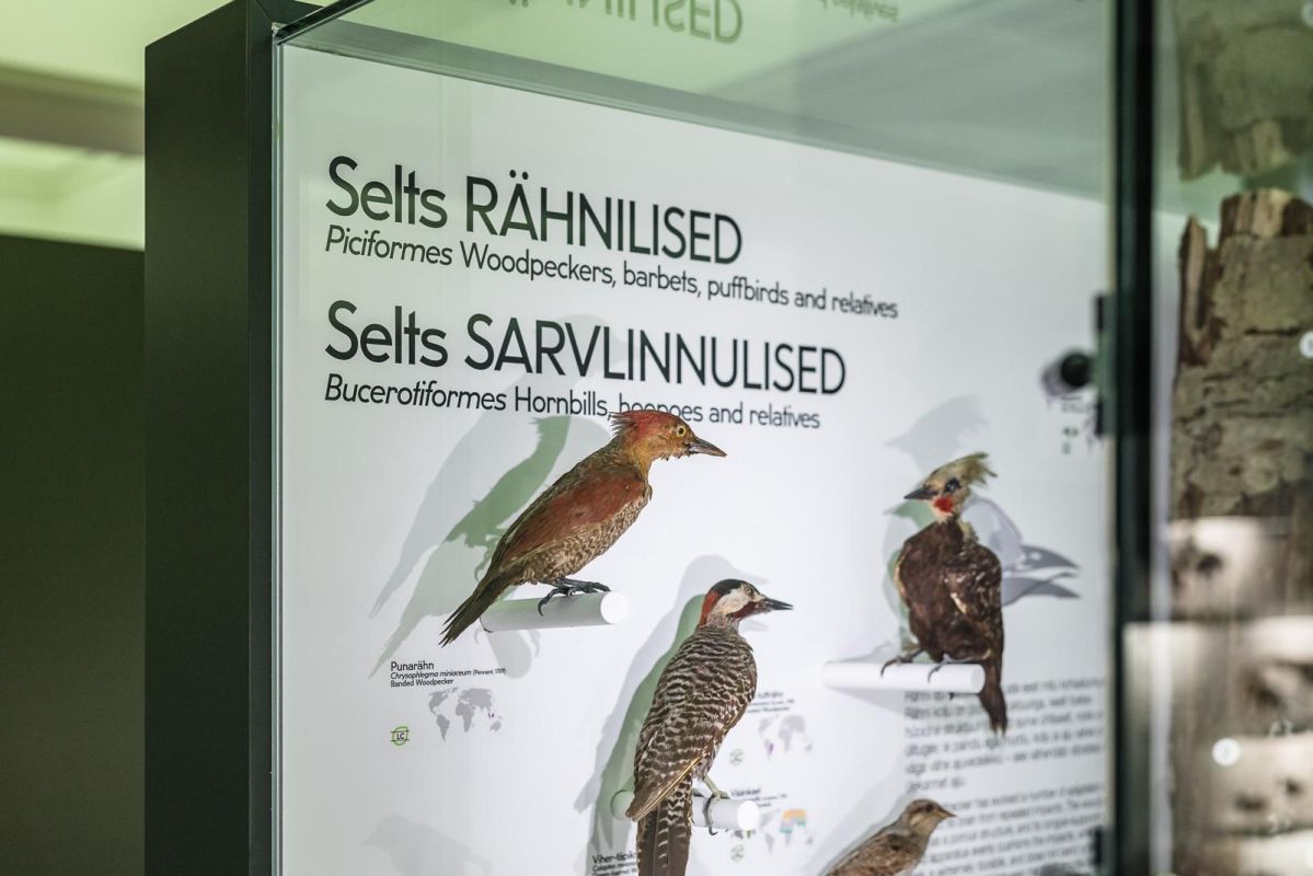 Музей естественной истории Тартуского университета