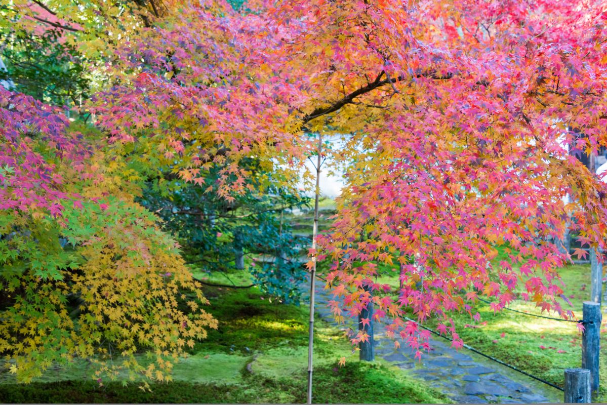 Храм Иккю-дзи