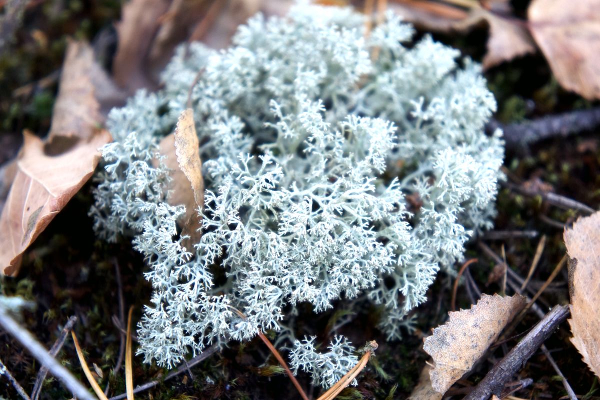 Тетеревский лес