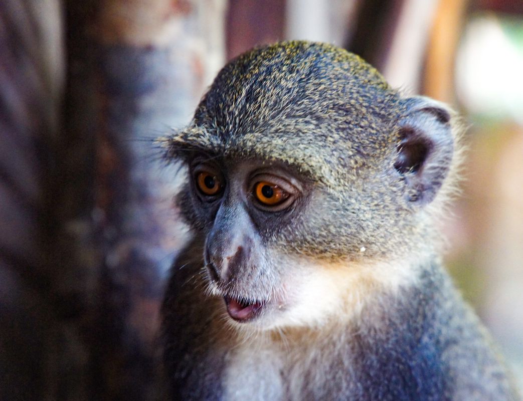 Bidi Badu Beach Resort