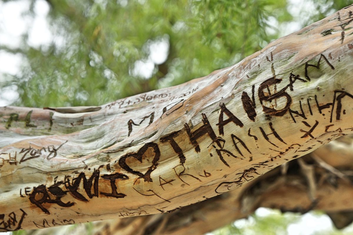 Сингапурский ботанический сад