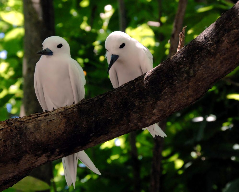 Остров Кузэн