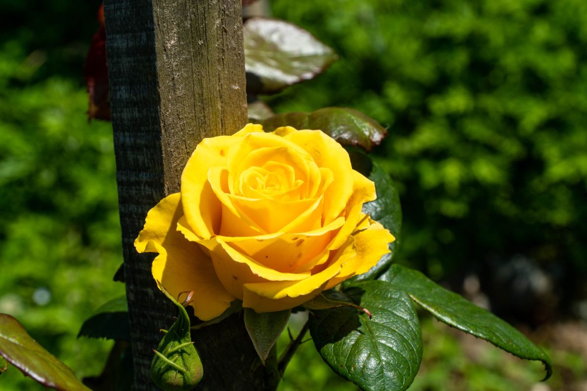 Батумский ботанический сад