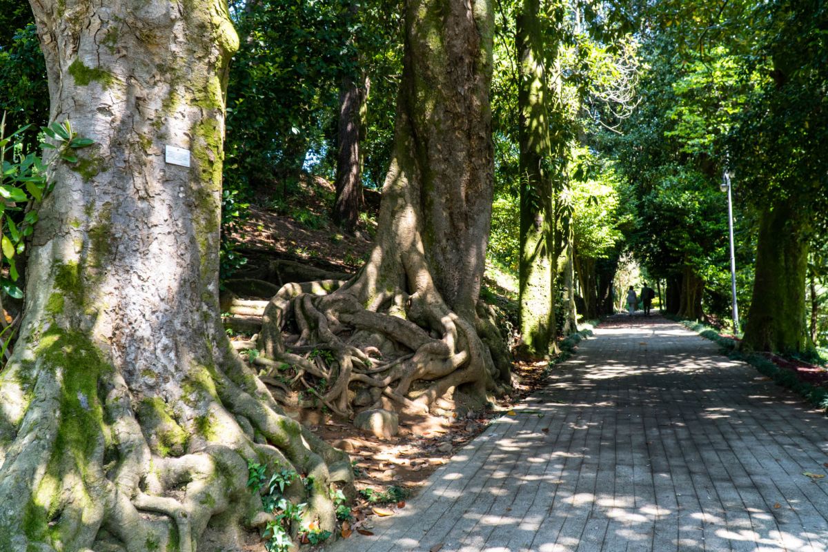 Батумский ботанический сад