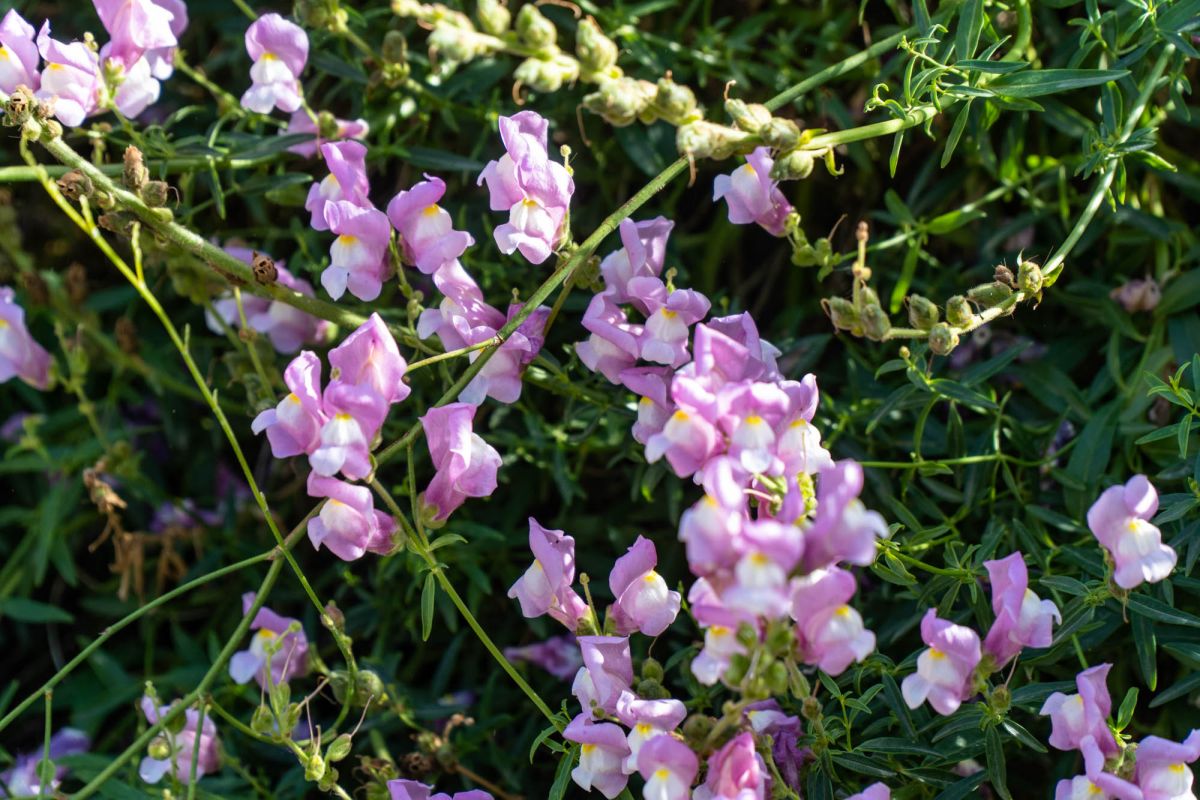 Ботанический сад Валенсии