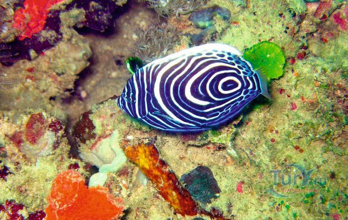 Национальный Морской Парк и Заповедник Ватаму