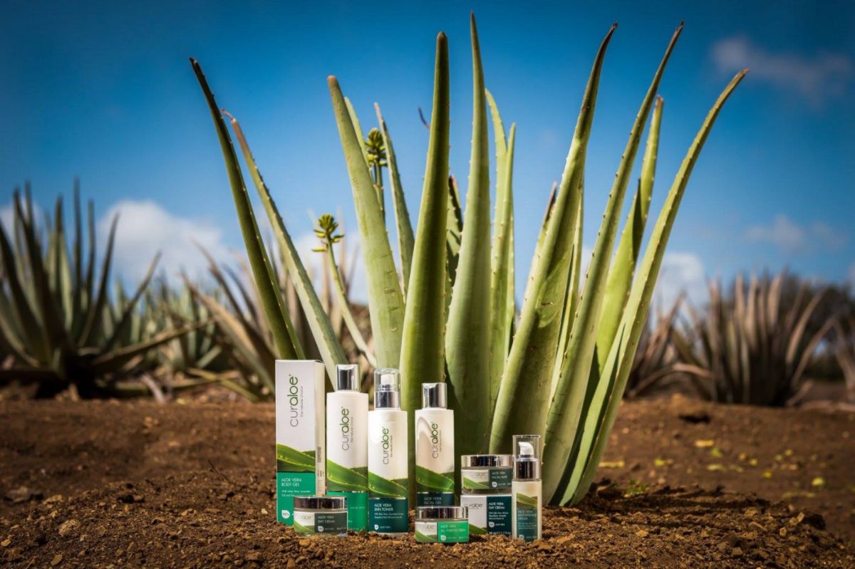 Плантация Алоэ Вера