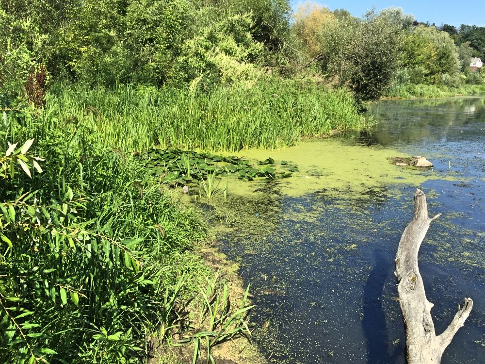 Река Тетерев