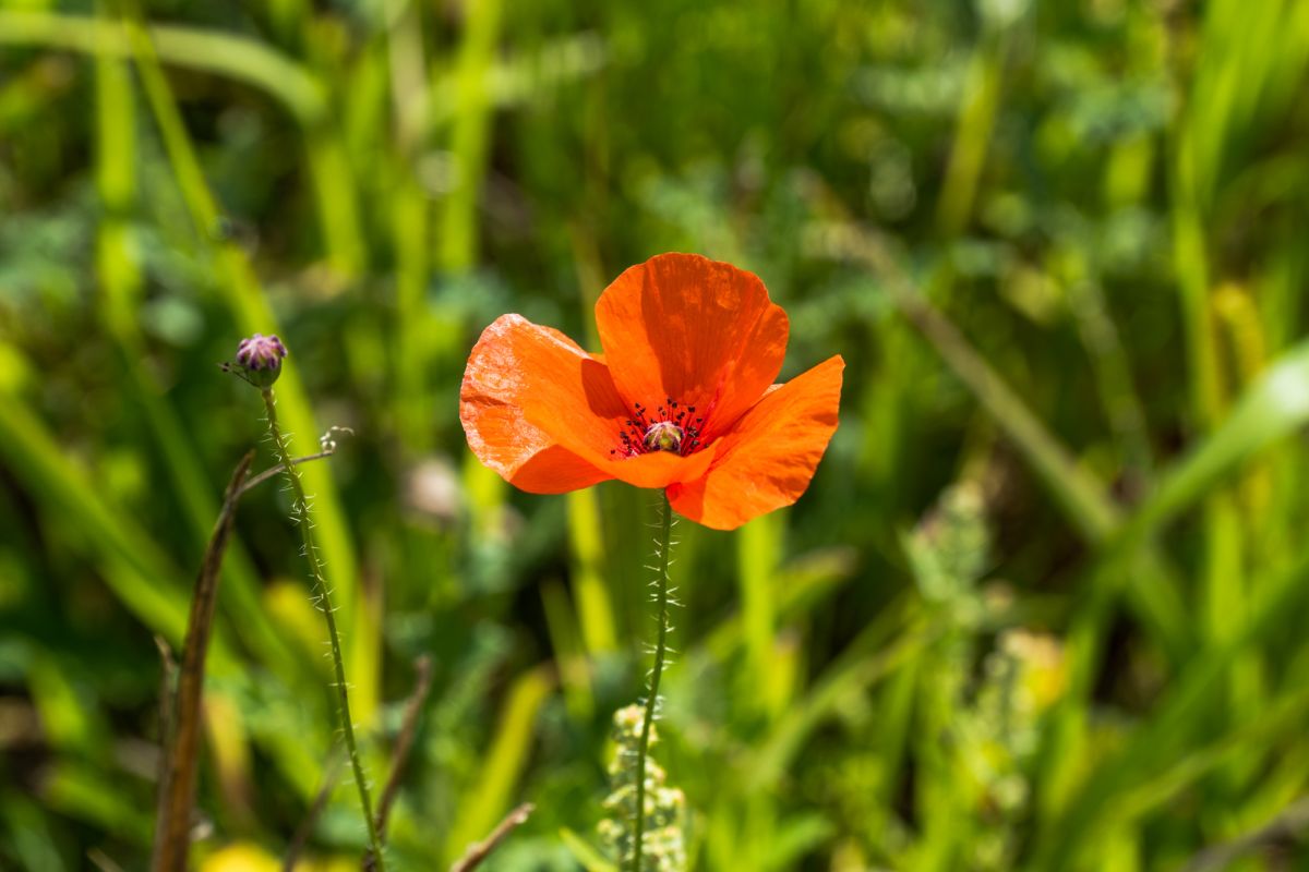 Дом отца Кентенича