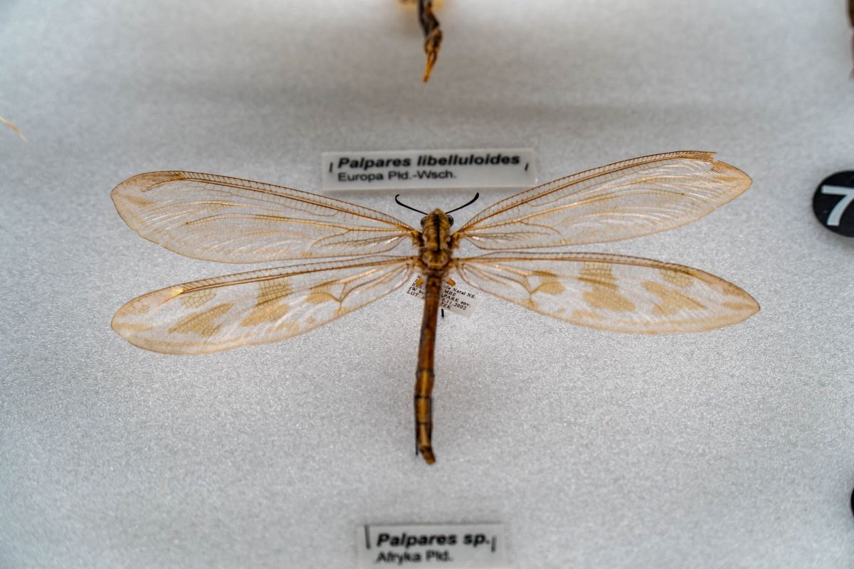 Музей естественной истории Вроцлавского университета