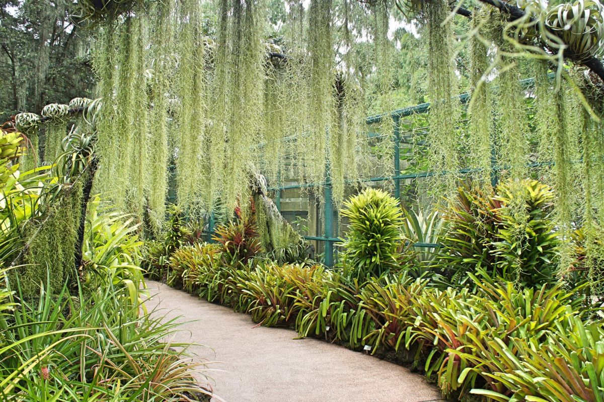 Сингапурский ботанический сад