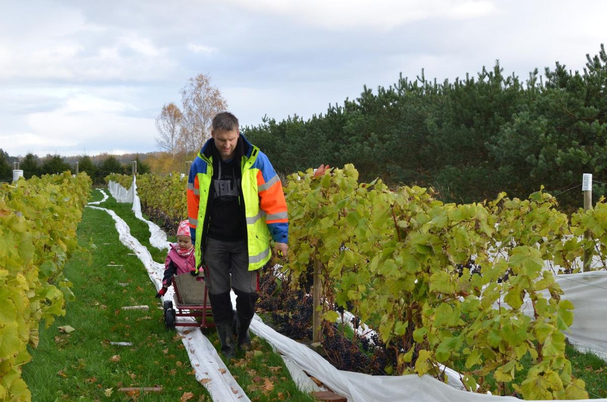 Сидровая ферма Тори