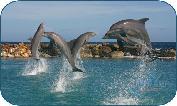 Академия Дельфинов Кюрасао