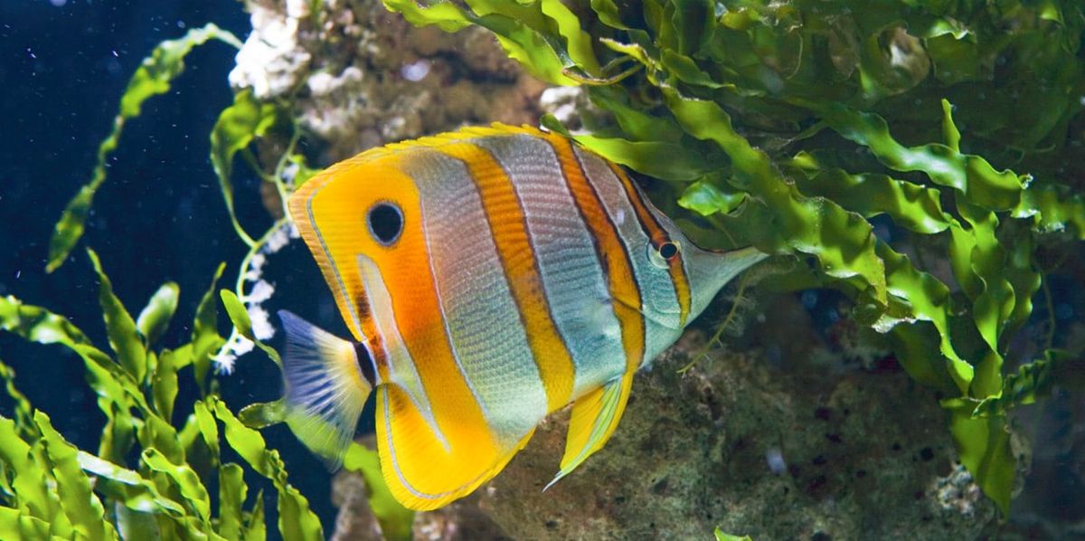 Океанариум Санкт-Петербурга