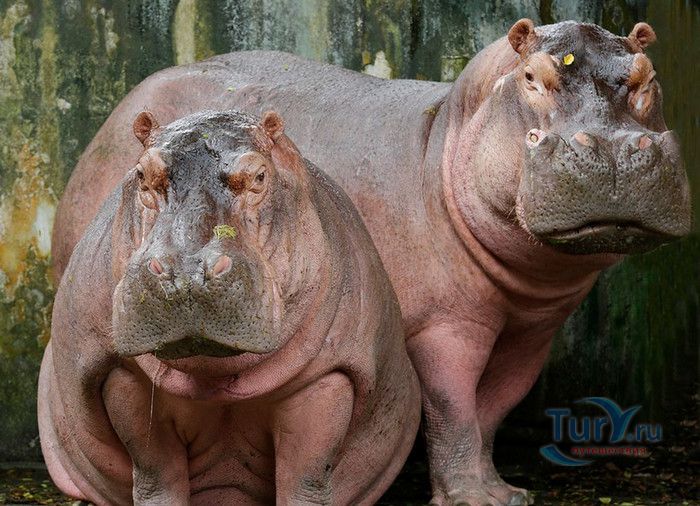 Сингапурский Зоопарк