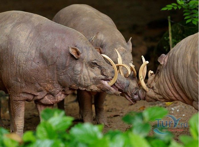 Сингапурский Зоопарк