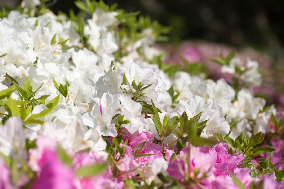 Природно-культурный парк Майдзуру