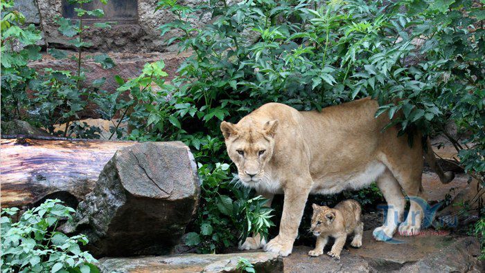 Амстердамский зоопарк Артис