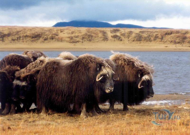Усть-Ленский заповедник