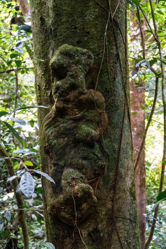 Салази Трейл