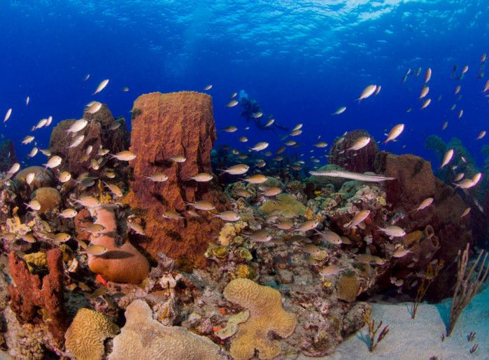 Рифы Нос и Уэилшарк