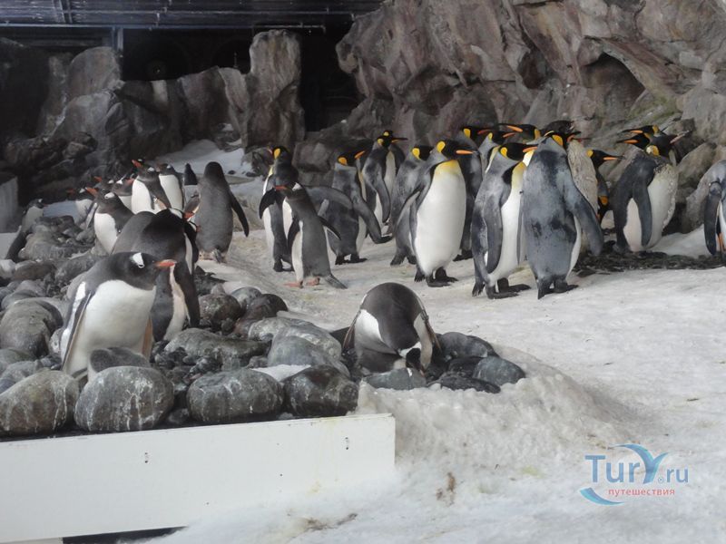 Подводный Мир Келли Тарлтон