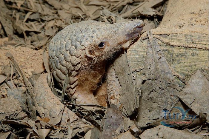 Сингапурский Зоопарк
