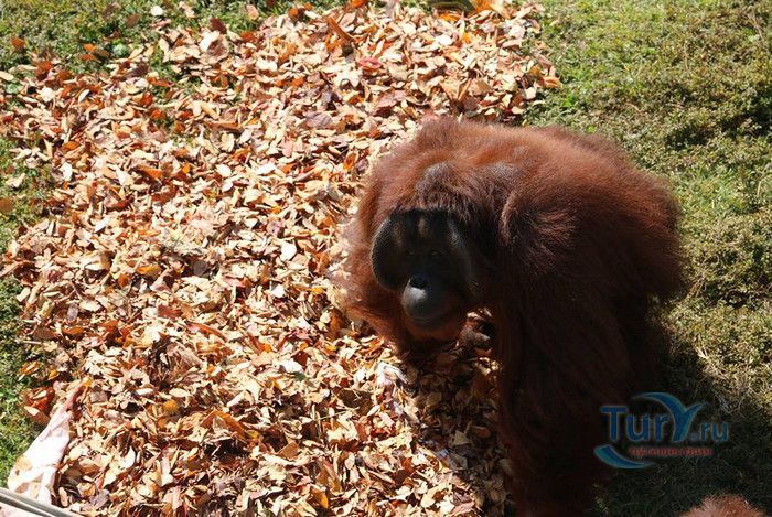 Сеульский Зоопарк