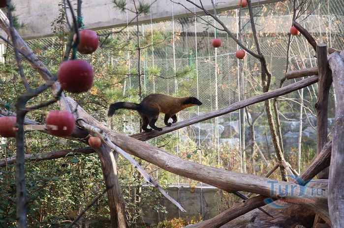 Сеульский Зоопарк