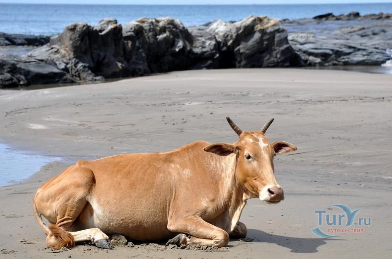 Пляж Вагатор