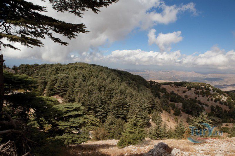 Биосферный Заповедник Шуф (Кедровый Заповедник Аль Шуф)