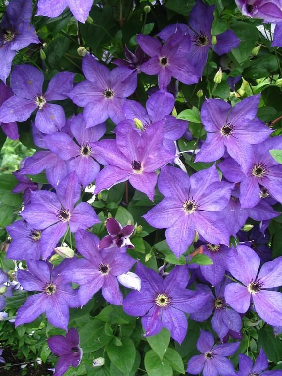 Показательный сад хутора Роогоя