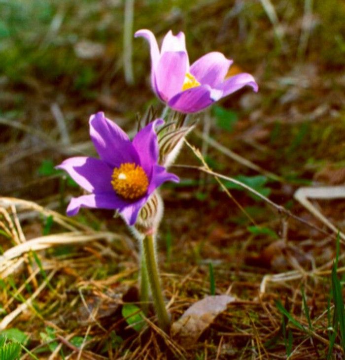Дарвинский Заповедник