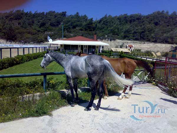 Клуб верховой езды