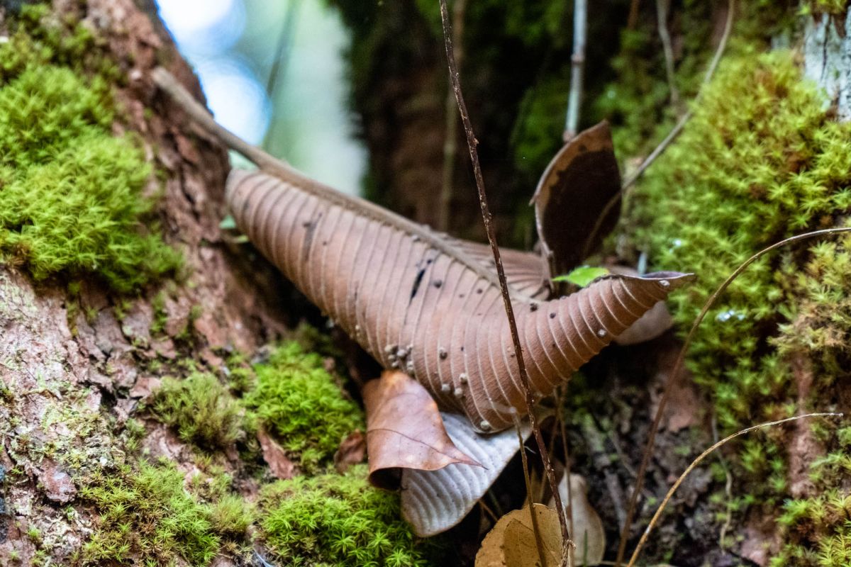 Салази Трейл