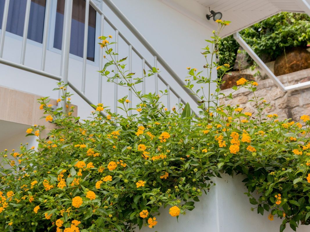 Le Mangliers Guest House