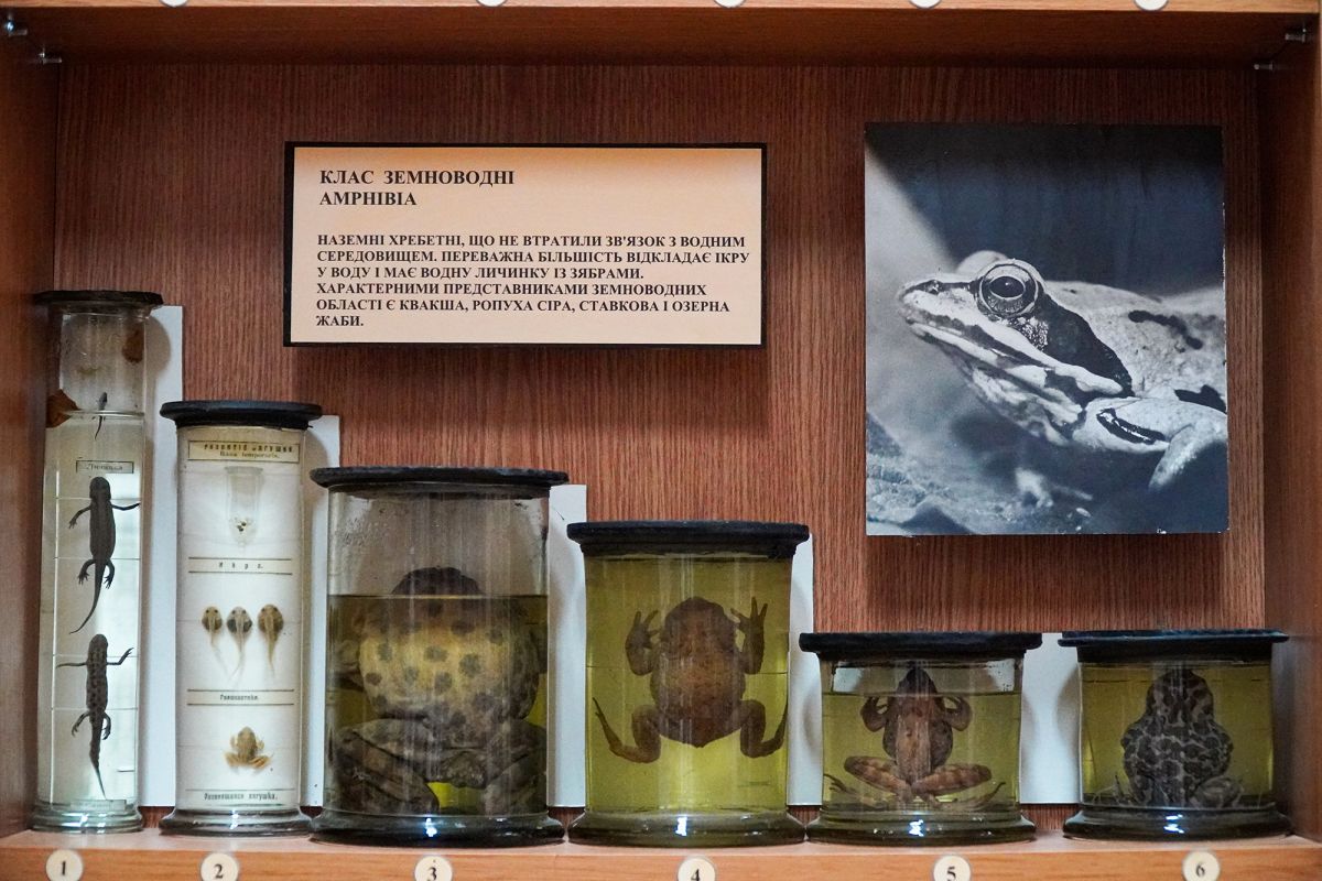 Житомирский музей природы