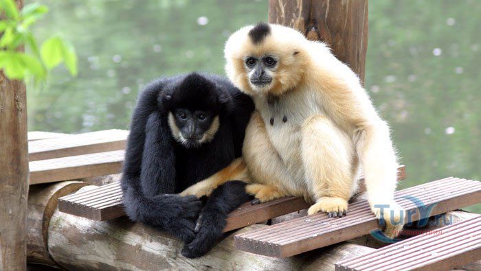 Амстердамский зоопарк Артис