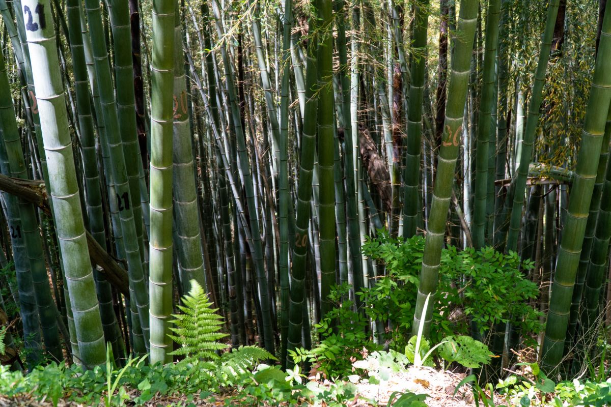 Батумский ботанический сад