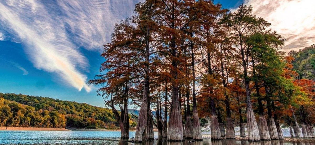 Роща болотного кипариса