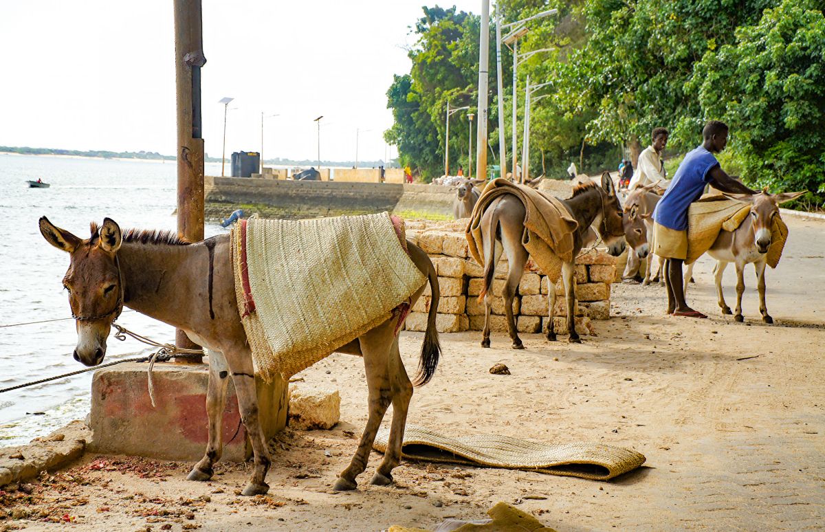 Ослиный заповедник
