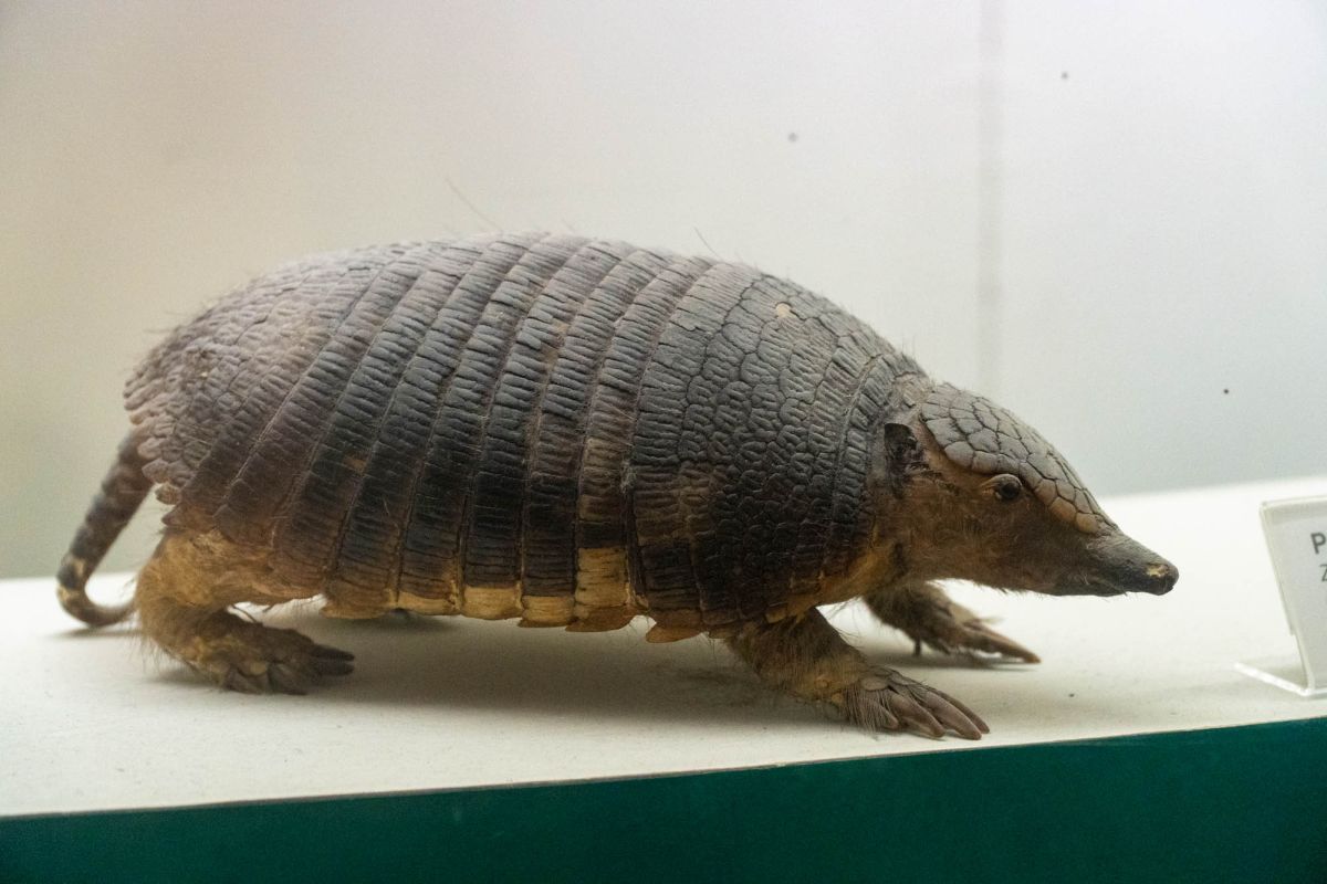 Музей естественной истории Вроцлавского университета