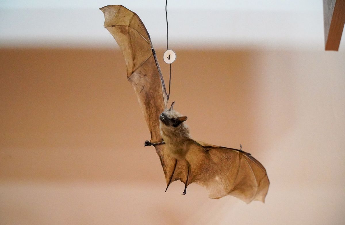 Житомирский музей природы