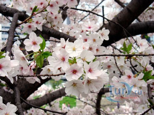 Парк Замка Осаки