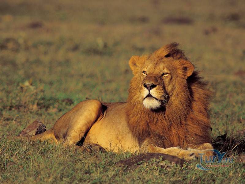 Национальный парк Серенгети