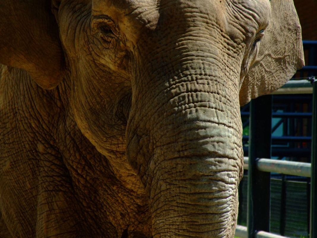 Краковский зоопарк