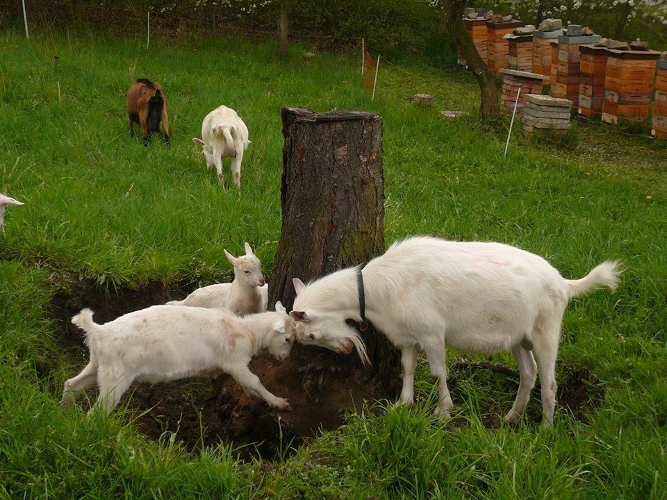 Экологический центр в Праге